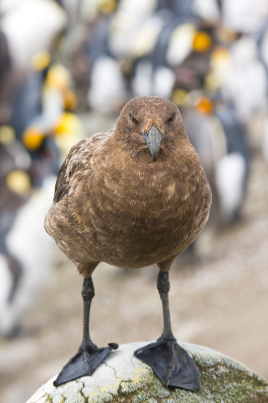 Brown Skua